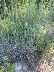 Andropogon capillipes