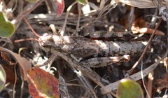Melanoplus oreophilus