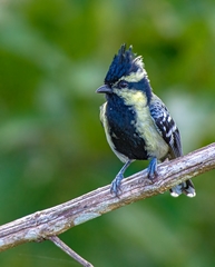 Machlolophus aplonotus