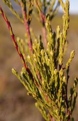 Leucadendron corymbosum
