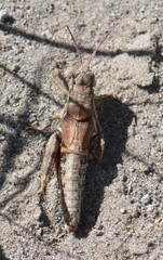 Melanoplus oreophilus