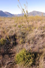 Leucadendron corymbosum