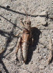 Melanoplus oreophilus
