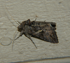 Ctenoplusia oxygramma