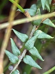Pultenaea gunnii