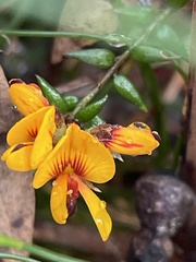 Pultenaea gunnii