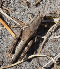 Melanoplus oreophilus