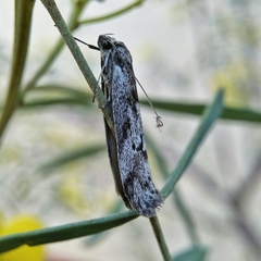 Philobota orescoa