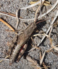 Melanoplus oreophilus