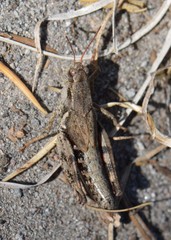 Melanoplus oreophilus