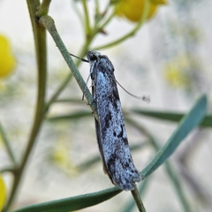 Philobota orescoa