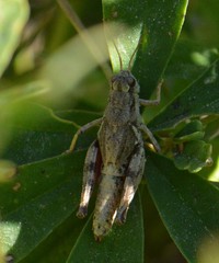 Melanoplus oreophilus
