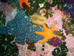 Thysanozoon brocchii