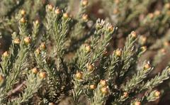 Oedera fruticosa