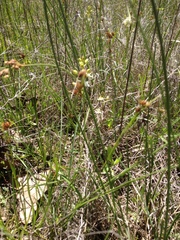 Schoenolirion wrightii