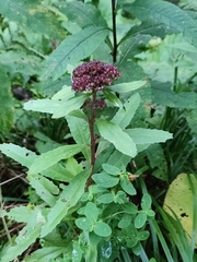 Hylotelephium telephium fabaria