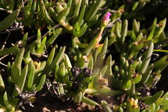 Ruschia diversifolia