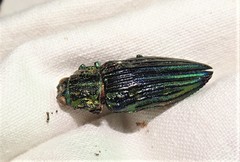 Chalcophorotaenia