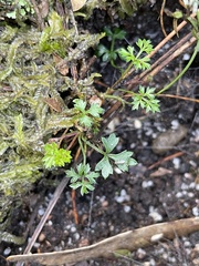 Xanthosia dissecta