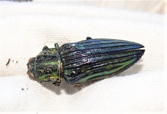 Chalcophorotaenia