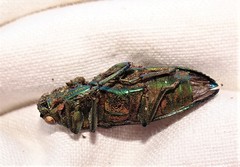 Chalcophorotaenia