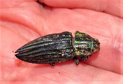 Chalcophorotaenia