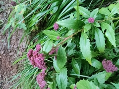 Hylotelephium telephium fabaria