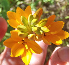 Ixia dubia