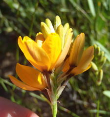 Ixia dubia