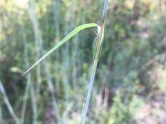Andropogon capillipes