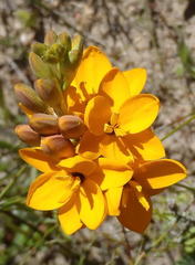 Ixia dubia