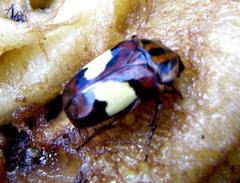 Pedinorrhina trivittata