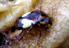 Pedinorrhina trivittata