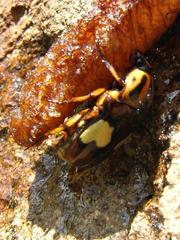 Pedinorrhina trivittata