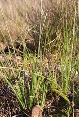 Trachyandra chlamydophylla