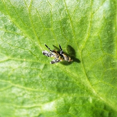 Spathulina acroleuca