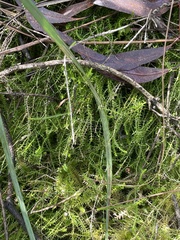 Selaginella uliginosa