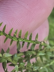Selaginella uliginosa