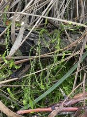 Selaginella uliginosa