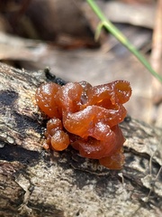 Phaeotremella fimbriata