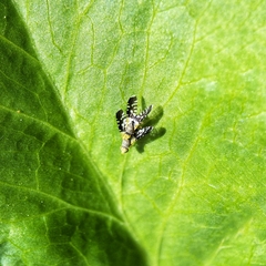 Spathulina acroleuca