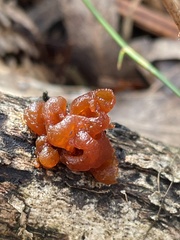 Phaeotremella fimbriata