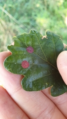 Neuroterus quercusbaccarum