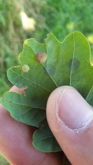 Neuroterus quercusbaccarum