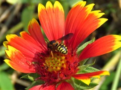 Dianthidium curvatum