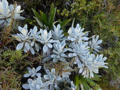 Celmisia incana