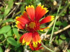 Dianthidium curvatum