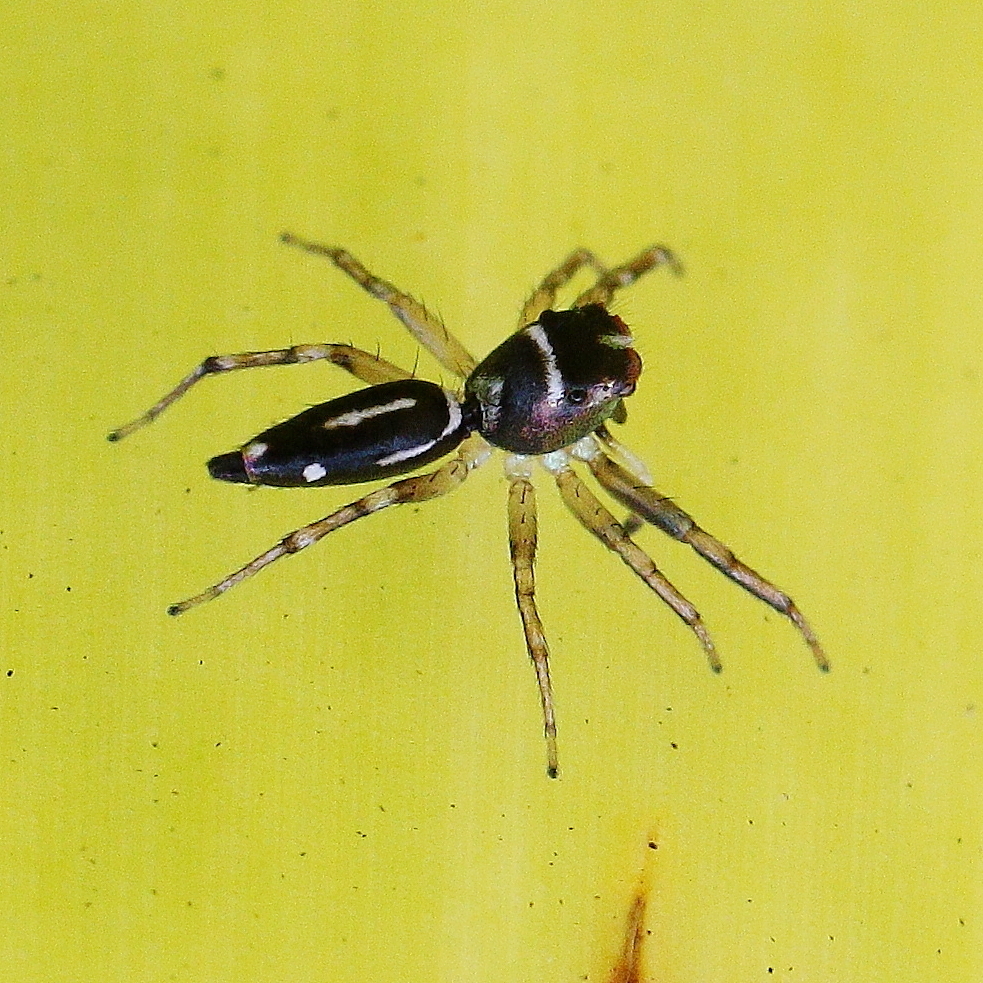 Baehr's Cosmophasis