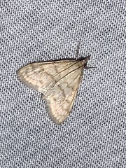 Paracorsia repandalis