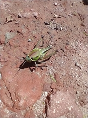 Brachystola behrensii